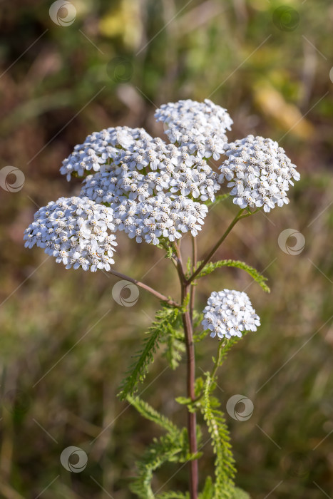 Скачать Тысячелистник лекарственный дикорастущий ( Achillea millefolilium ) фотосток Ozero