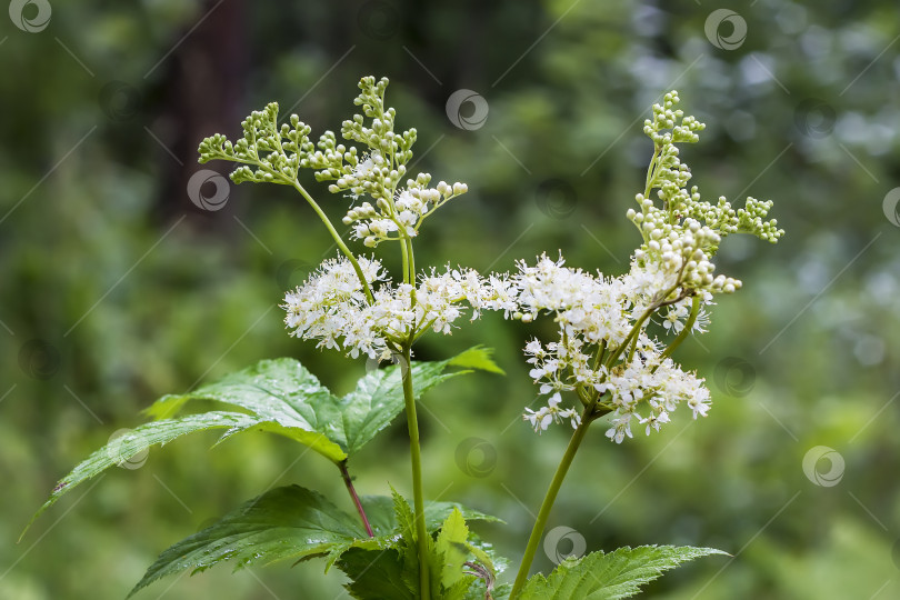 Скачать Цветущий таволга (латинское название Filipendula ulmaria) фотосток Ozero