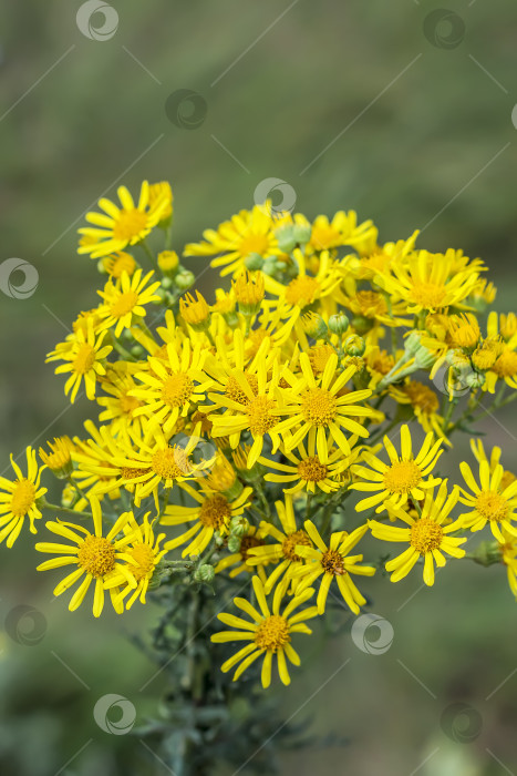 Скачать Якобея обыкновенная, или Сенецио Якоба ( лат. Jacobaea vulgaris, Senecio jacobaea L.) фотосток Ozero