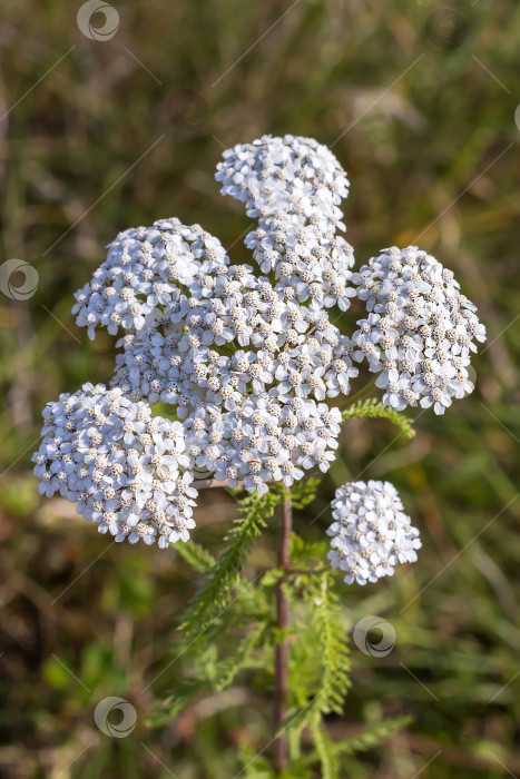 Скачать Тысячелистник лекарственный дикорастущий ( Achillea millefolilium ) фотосток Ozero