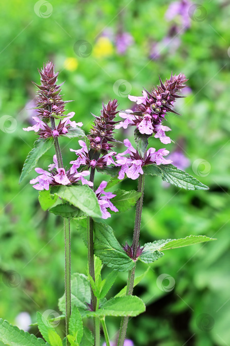 Скачать Пустырник болотный (лат.Stachys palustris) фотосток Ozero