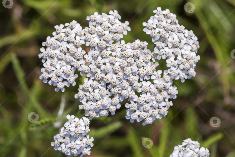 Скачать Тысячелистник лекарственный дикорастущий ( Achillea millefolilium ) фотосток Ozero