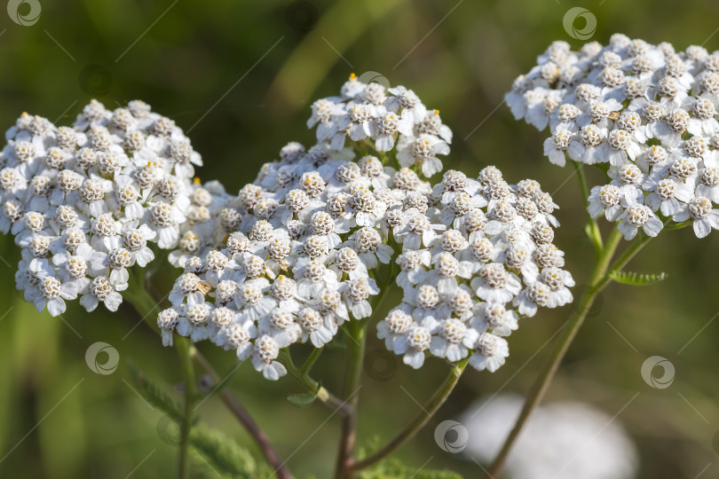 Скачать Тысячелистник лекарственный дикорастущий ( Achillea millefolilium ) фотосток Ozero