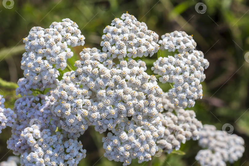 Скачать Тысячелистник лекарственный дикорастущий ( Achillea millefolilium ) фотосток Ozero