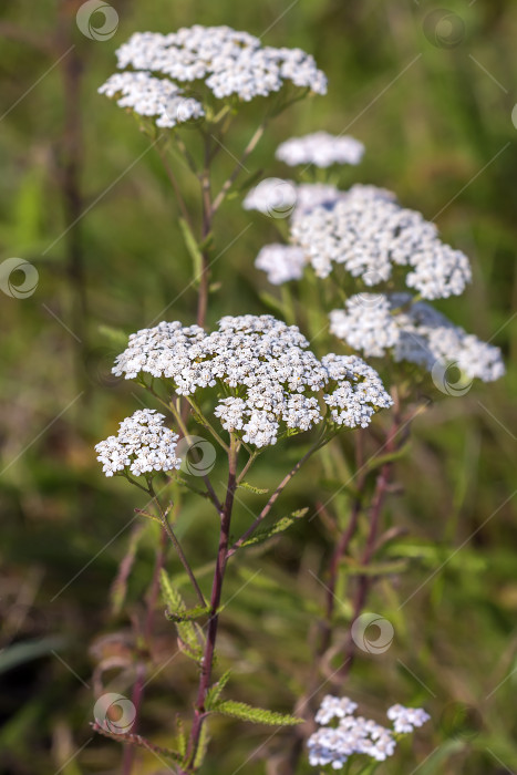 Скачать Тысячелистник лекарственный дикорастущий ( Achillea millefolilium ) фотосток Ozero