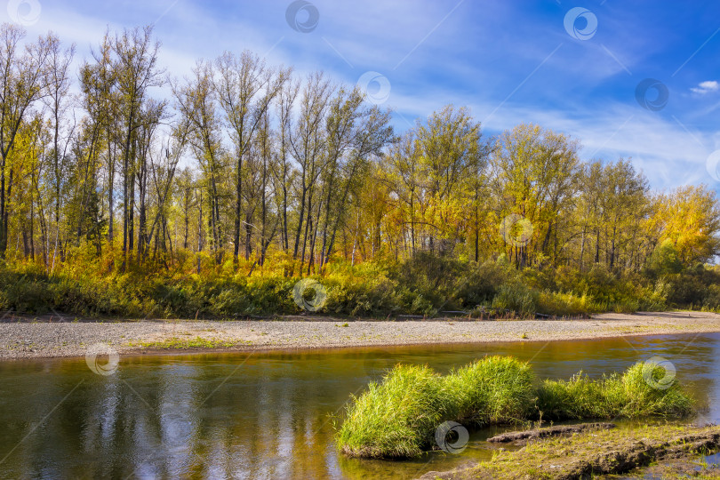 Скачать Сибирская река Берд осенью фотосток Ozero