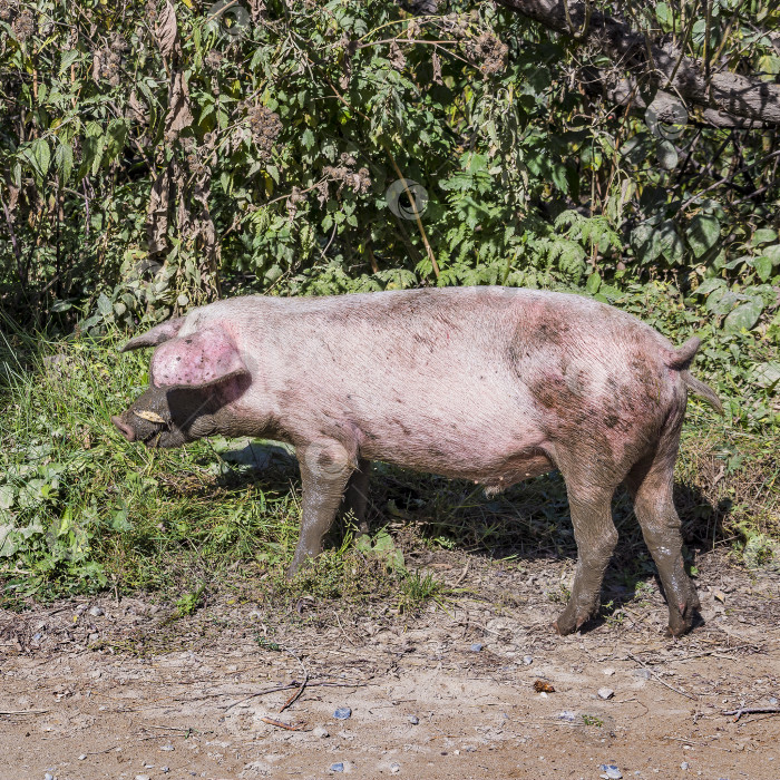 Скачать Домашняя свинья (лат. Sus scrofa domesticus) фотосток Ozero