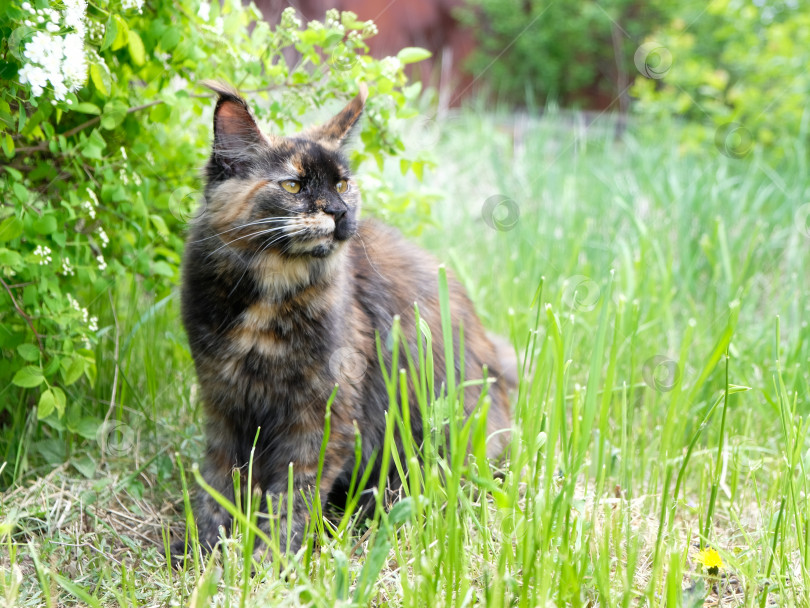 Скачать Большая кошка породы мейн-кун на зеленой траве в саду фотосток Ozero