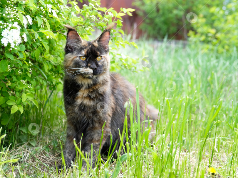 Скачать Большая кошка породы мейн-кун на зеленой траве в саду фотосток Ozero