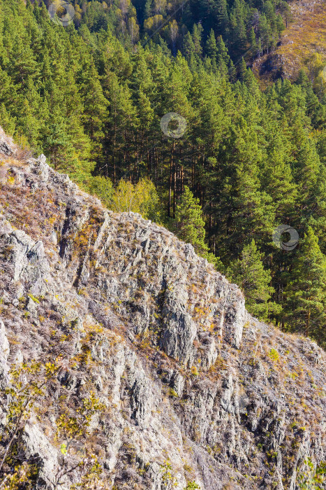 Скачать Осенний пейзаж в горах Берда. Сибирь, Россия фотосток Ozero