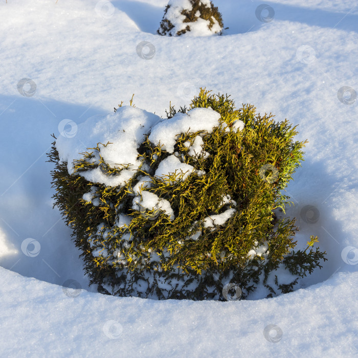 Скачать Декоративная карликовая форма кустарника западной туи (Thuja occidentalis) фотосток Ozero