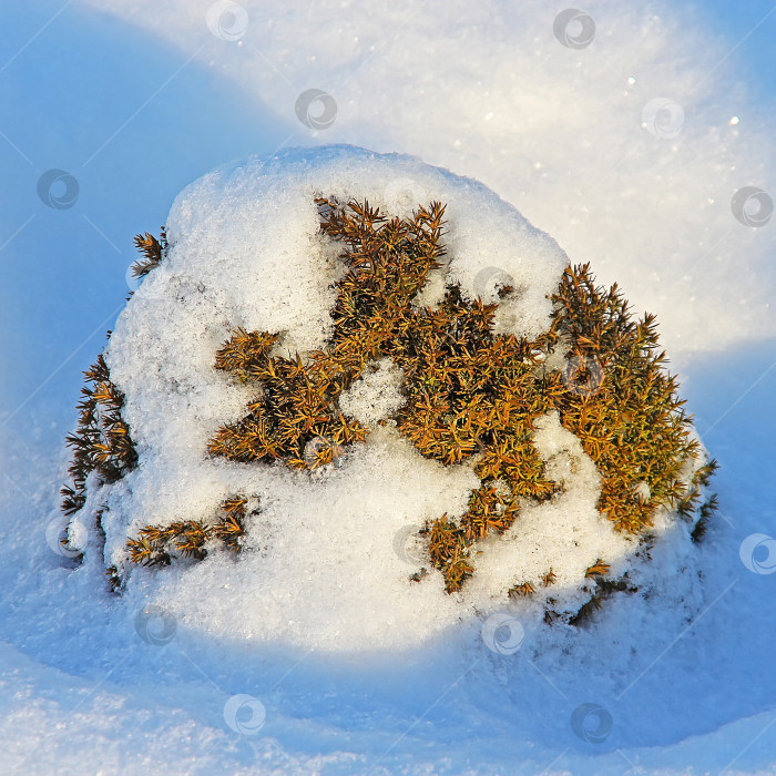 Скачать Садовая форма можжевельника обыкновенного декоративного (Juniperus Communis) фотосток Ozero