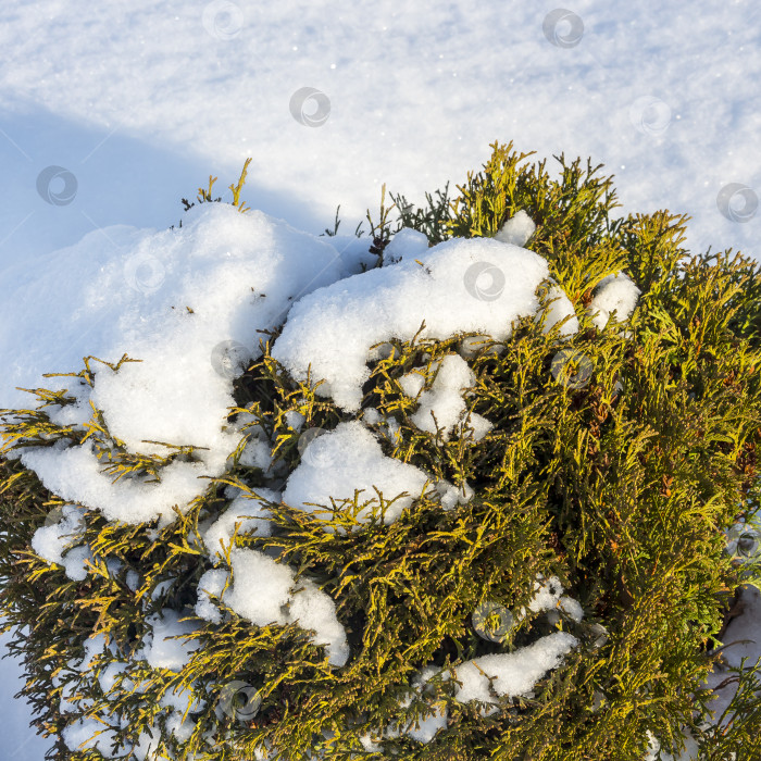 Скачать Декоративная карликовая форма кустарника западной туи (Thuja occidentalis) фотосток Ozero