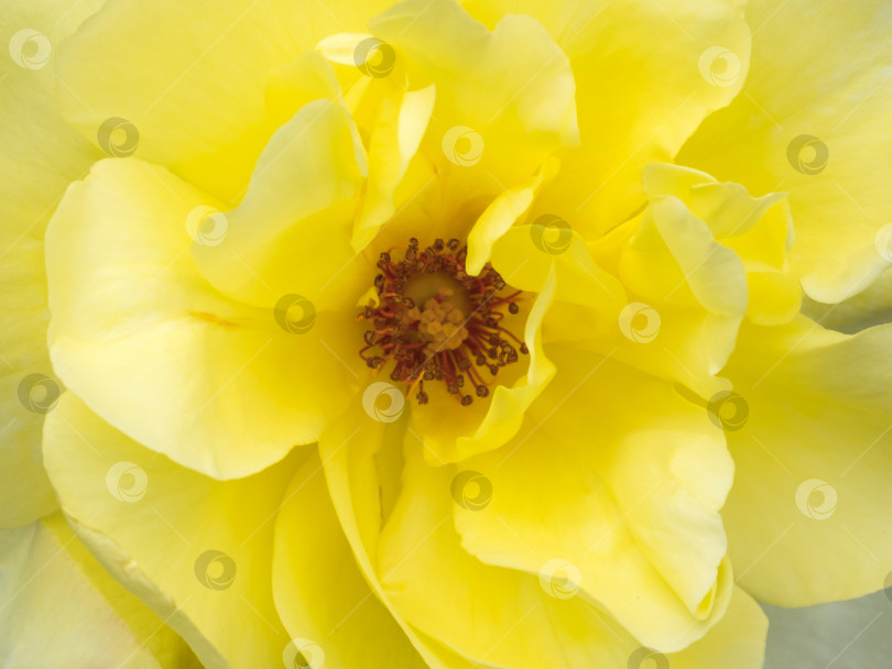 Скачать Желтая роза крупным планом фотосток Ozero