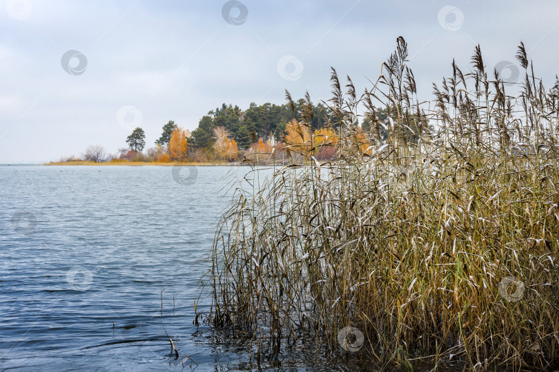 Скачать Осенний пейзаж с тростником на берегу реки Обь в Сибири фотосток Ozero