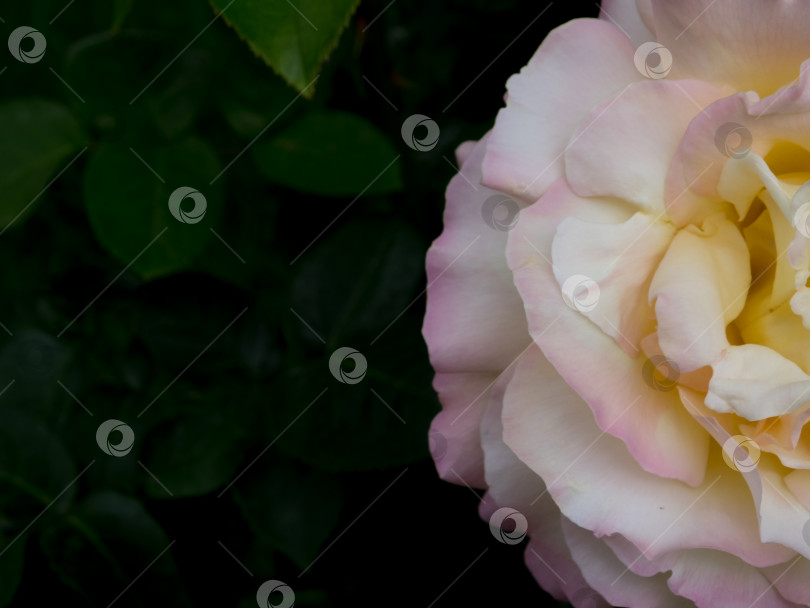 Скачать Нежная кремовая роза на темном фоне фотосток Ozero