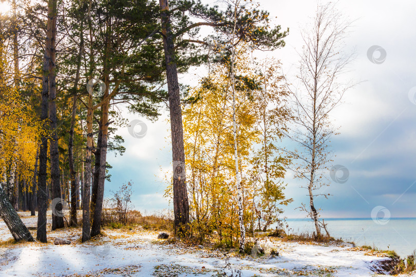 Скачать Осенний пейзаж с желтыми березами и снегом. Сибирь, побережье реки Обь фотосток Ozero