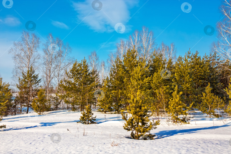Скачать Зимний пейзаж с березами и молодыми соснами фотосток Ozero