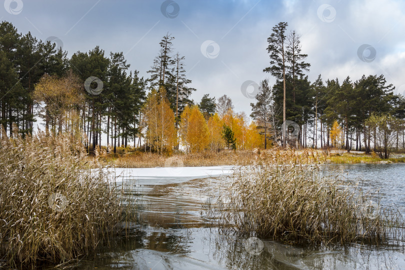 Скачать Осенний пейзаж с тростником на берегу реки Обь в Сибири фотосток Ozero