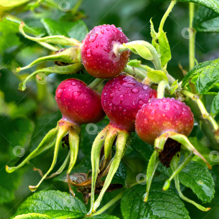 Скачать Красные ягоды шиповника, сфотографированные крупным планом. фотосток Ozero