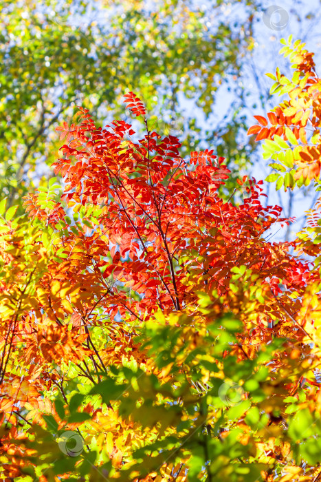 Скачать Осенний пейзаж фотосток Ozero