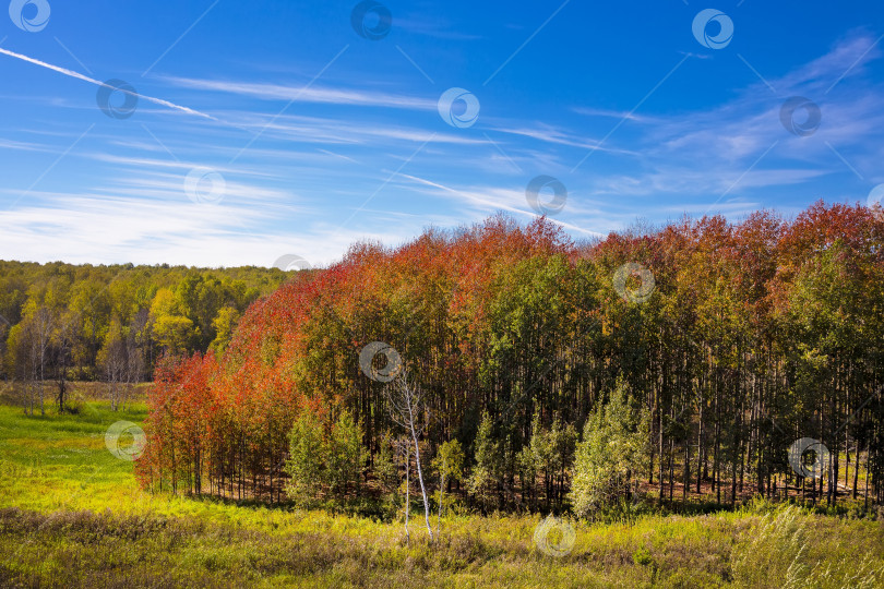 Скачать Лес с красными осенними листьями фотосток Ozero