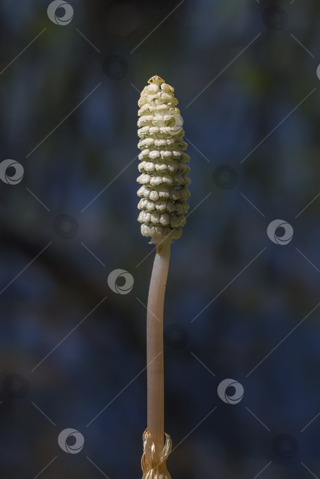 Скачать Хвощ полевой - Equisetum sylvaticum фотосток Ozero