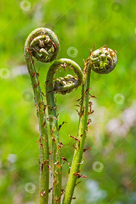 Скачать Папоротник обыкновенный (Pteridium aquilinum) - вид многолетних папоротниковых растений фотосток Ozero