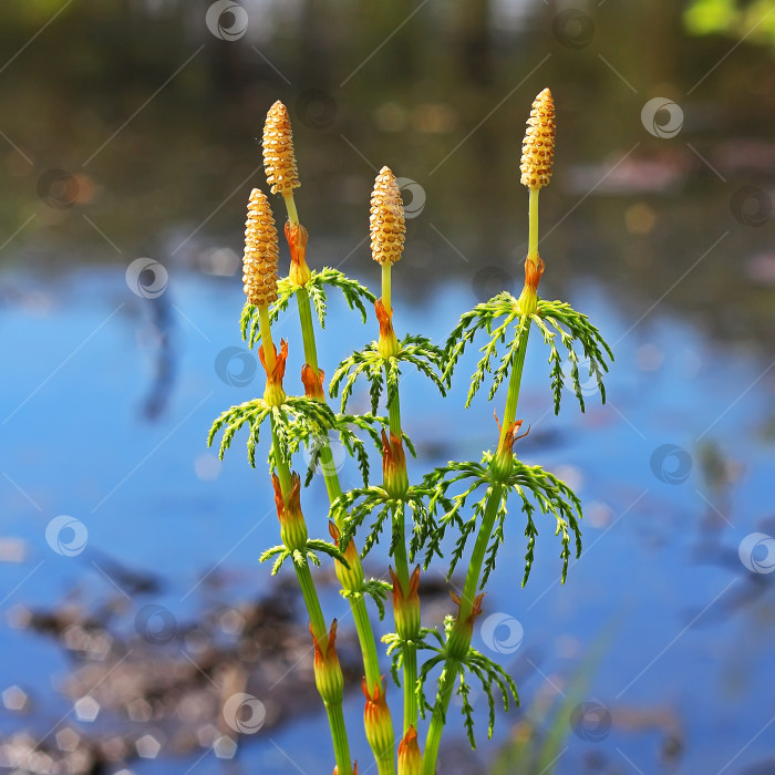 Скачать Хвощ полевой - Equisetum sylvaticum фотосток Ozero