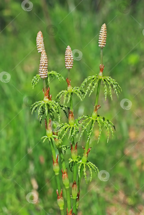 Скачать Хвощ полевой - Equisetum sylvaticum фотосток Ozero