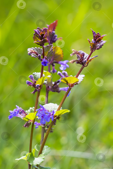 Скачать Лекарственное растение - Будро хедерацея (Glechoma hederacea) фотосток Ozero