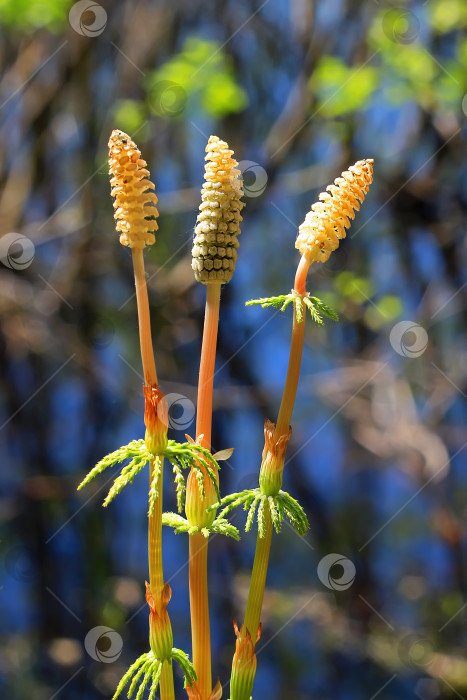 Скачать Хвощ полевой - Equisetum sylvaticum фотосток Ozero