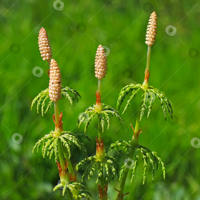 Скачать Хвощ полевой - Equisetum sylvaticum фотосток Ozero