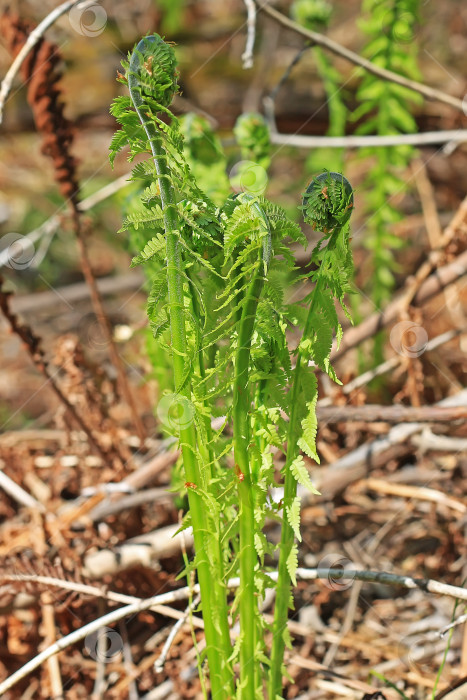 Скачать Страусиный папоротник или черный саран (Matteuccia struthiopteris). Молодые весенние побеги фотосток Ozero