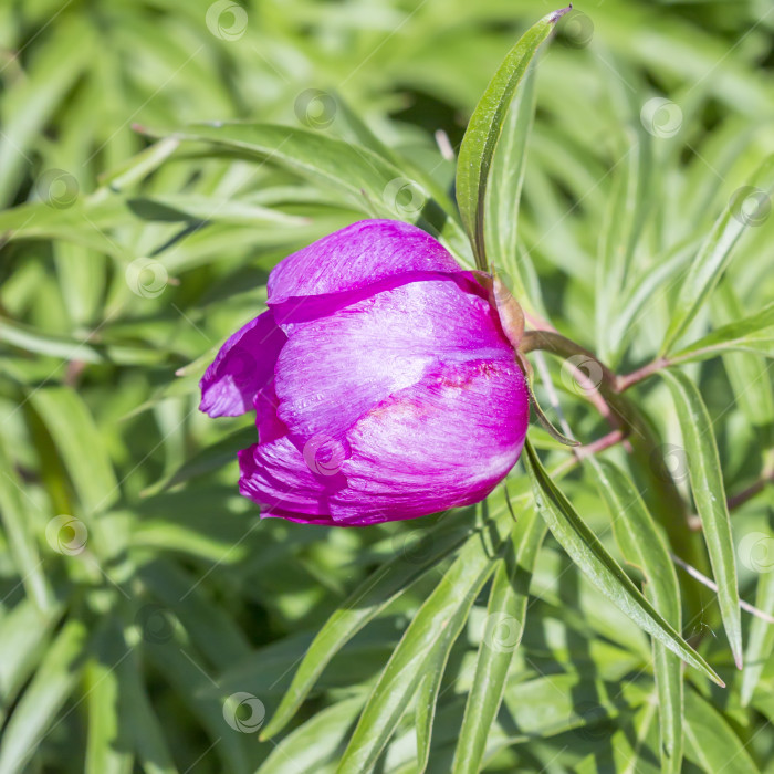 Скачать Маринованный корень или пион (Paeonia anomala) фотосток Ozero