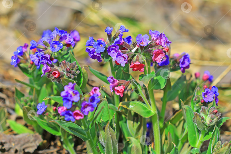 Скачать Самая мягкая медуница ( Pulmonaria mollis ) фотосток Ozero