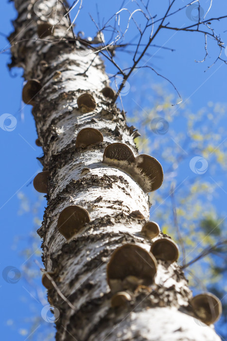 Скачать Гриб является сапрофитом - настоящим трутовиком ( Fomes fomentarius ). фотосток Ozero