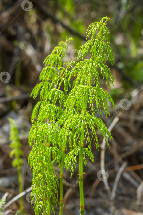 Скачать Хвощ полевой - Equisetum sylvaticum фотосток Ozero