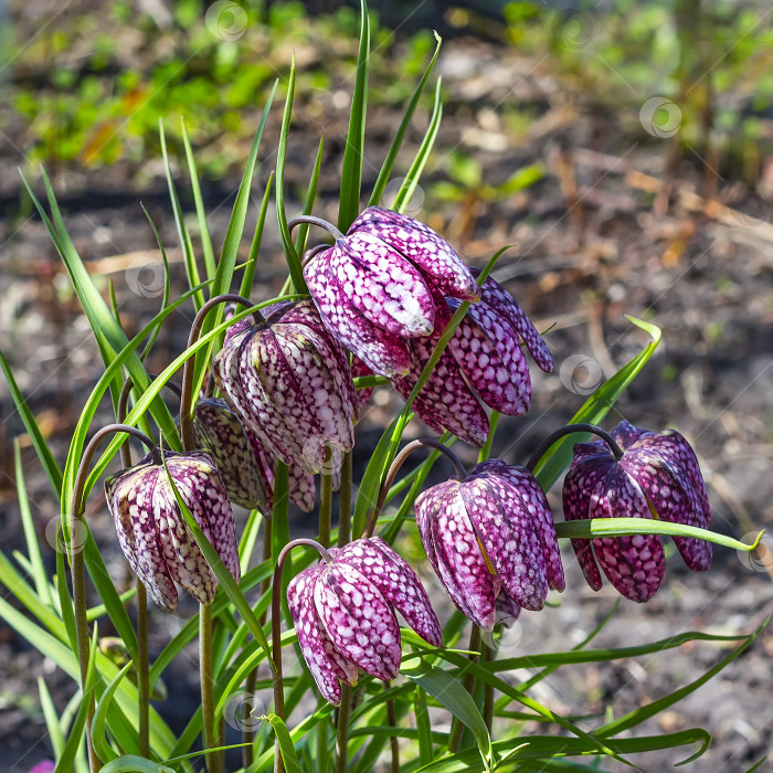 Скачать Фритиллярия шахматная (Fritillaria meleagris) фотосток Ozero