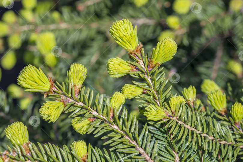 Скачать Picea abies "Нидиформис" фотосток Ozero