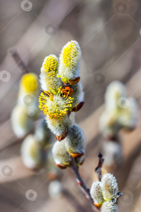 Скачать Ива козья (Salix caprea L.) фотосток Ozero