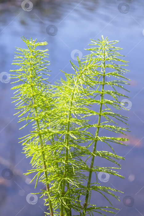 Скачать Хвощ луговой (лат. Equisetum pratense) фотосток Ozero