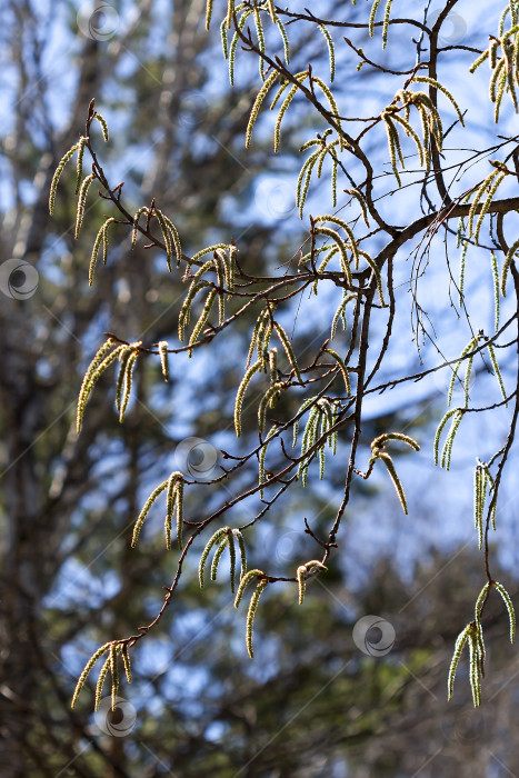 Скачать Осина обыкновенная или тополь дрожащий (Populus tremula) фотосток Ozero