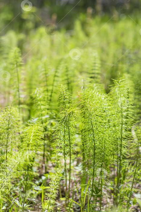 Скачать Хвощ луговой (лат. Equisetum pratense) фотосток Ozero