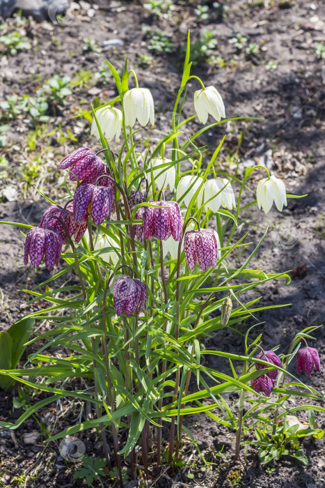 Скачать Фритиллярия шахматная (Fritillaria meleagris) фотосток Ozero