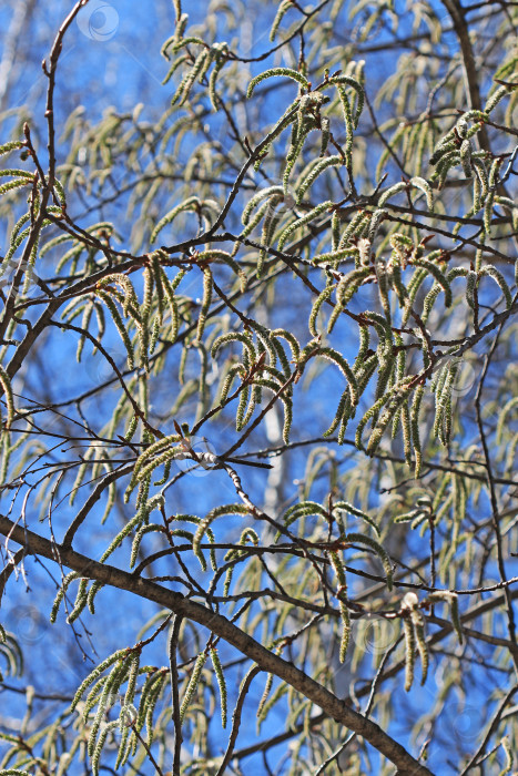 Скачать Осина обыкновенная или тополь дрожащий (Populus tremula) фотосток Ozero