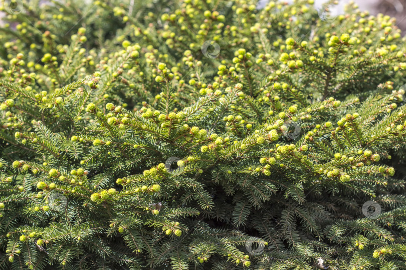 Скачать Picea abies "Нидиформис" фотосток Ozero