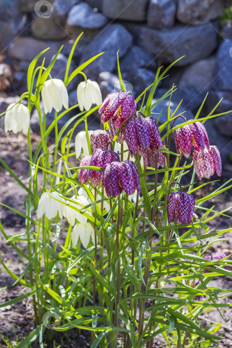 Скачать Фритиллярия шахматная (Fritillaria meleagris) фотосток Ozero