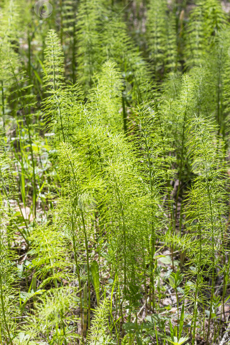 Скачать Хвощ луговой (лат. Equisetum pratense) фотосток Ozero