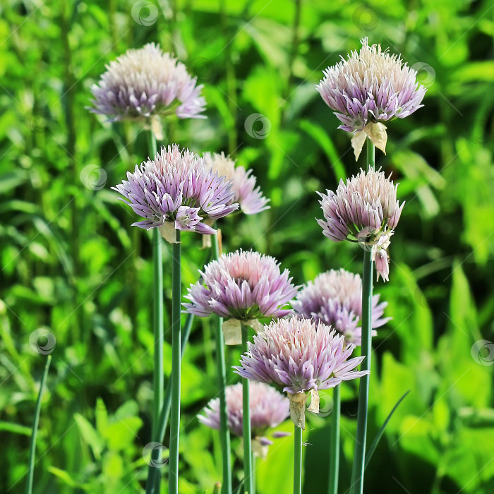 Скачать Allium schoenoprasum - многолетнее съедобное травянистое растение фотосток Ozero